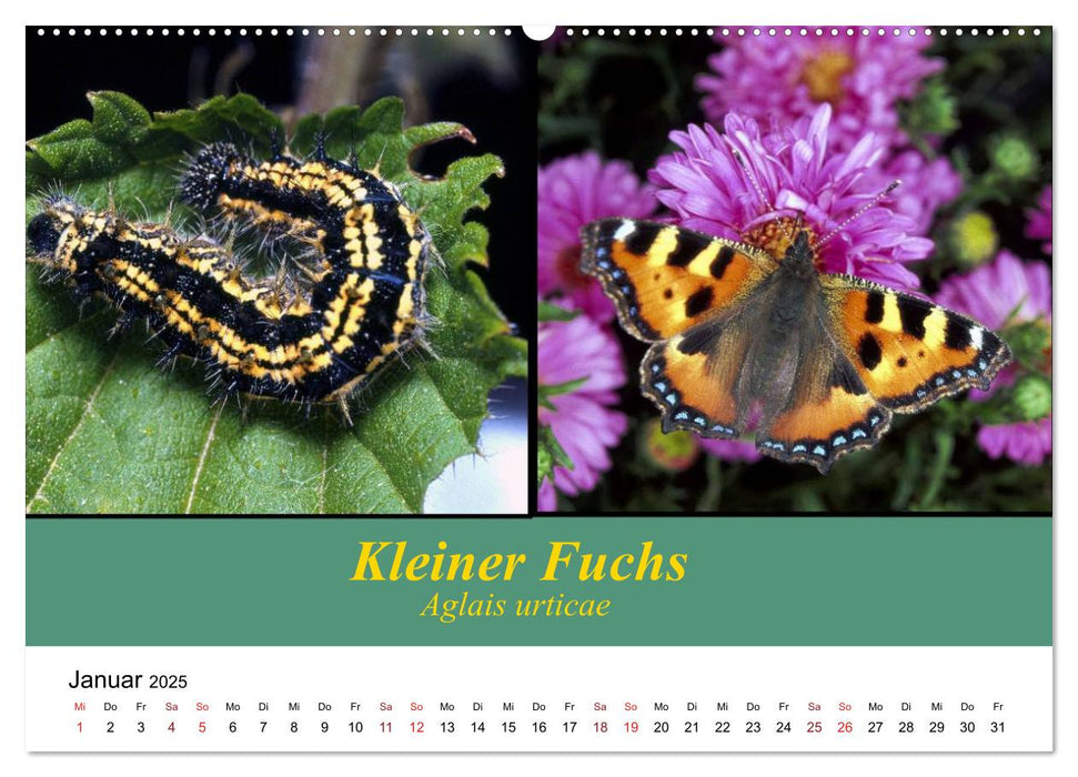 Zwei Leben, Raupe und Schmetterling (CALVENDO Premium Wandkalender 2025)