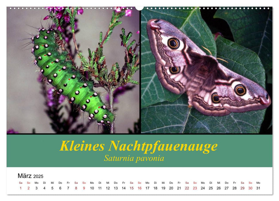 Zwei Leben, Raupe und Schmetterling (CALVENDO Premium Wandkalender 2025)