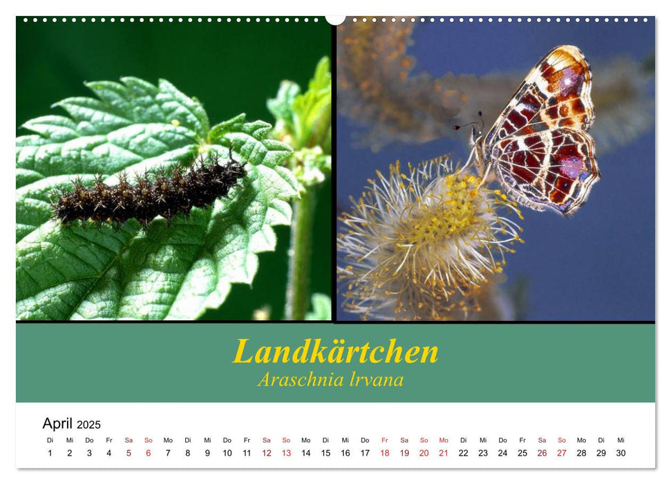 Zwei Leben, Raupe und Schmetterling (CALVENDO Premium Wandkalender 2025)