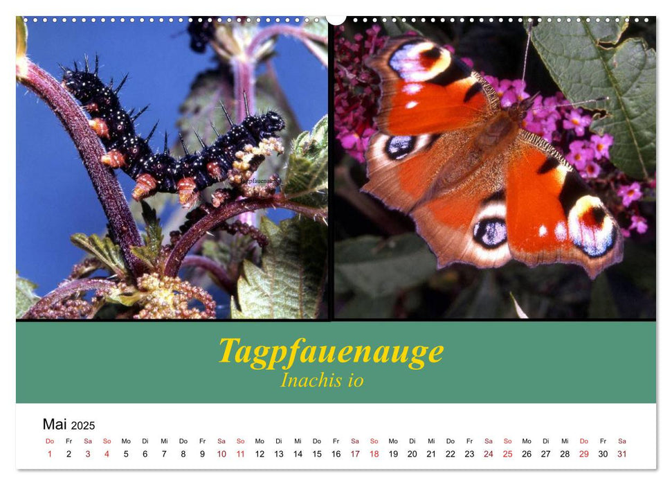 Zwei Leben, Raupe und Schmetterling (CALVENDO Premium Wandkalender 2025)