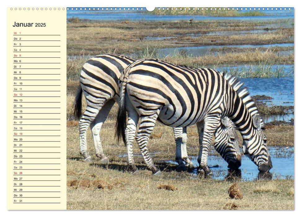 Wildes Leben in Botswana (CALVENDO Premium Wandkalender 2025)