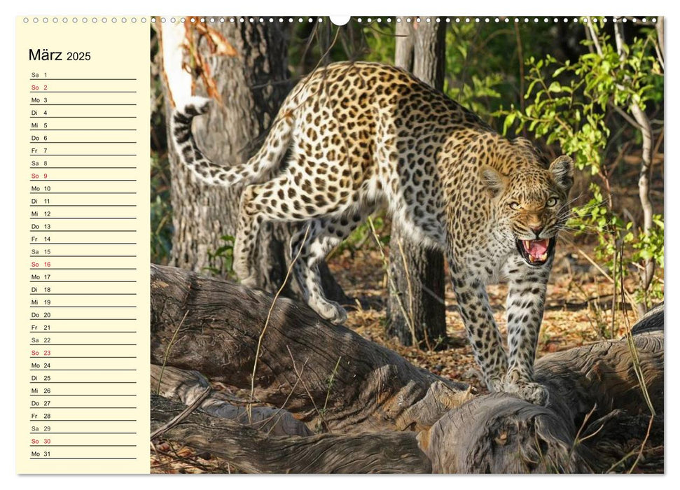 Wildes Leben in Botswana (CALVENDO Premium Wandkalender 2025)