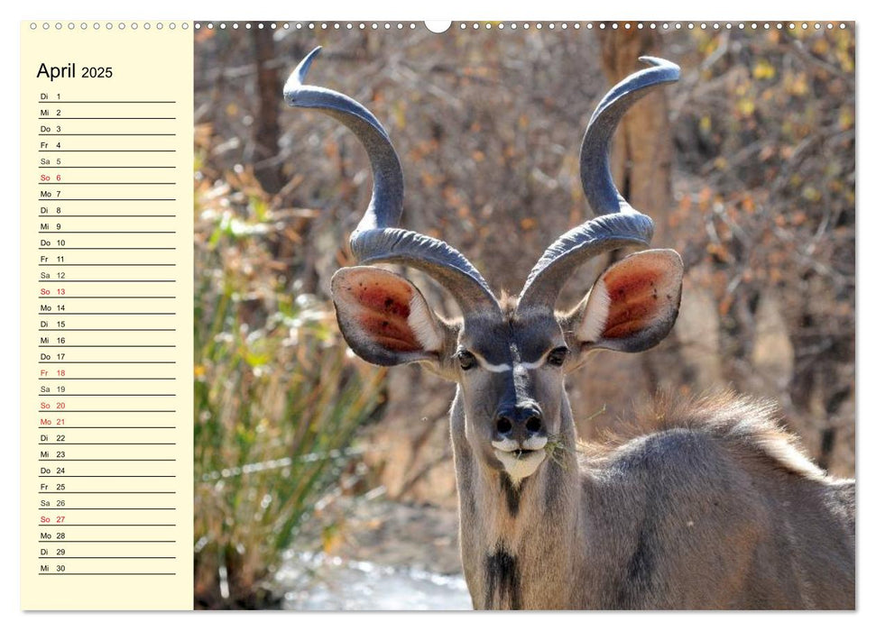 Wildes Leben in Botswana (CALVENDO Premium Wandkalender 2025)