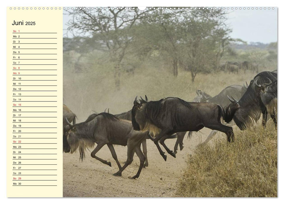 Wildes Leben in Botswana (CALVENDO Premium Wandkalender 2025)