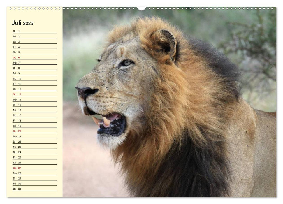 Wildes Leben in Botswana (CALVENDO Premium Wandkalender 2025)