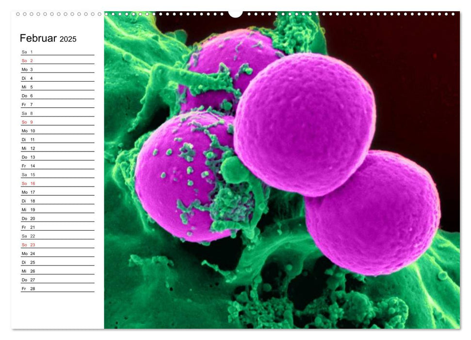 Mikrobiologie. Mikroorganismen, Genetik und Zellen (CALVENDO Premium Wandkalender 2025)