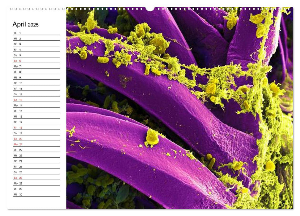 Mikrobiologie. Mikroorganismen, Genetik und Zellen (CALVENDO Premium Wandkalender 2025)