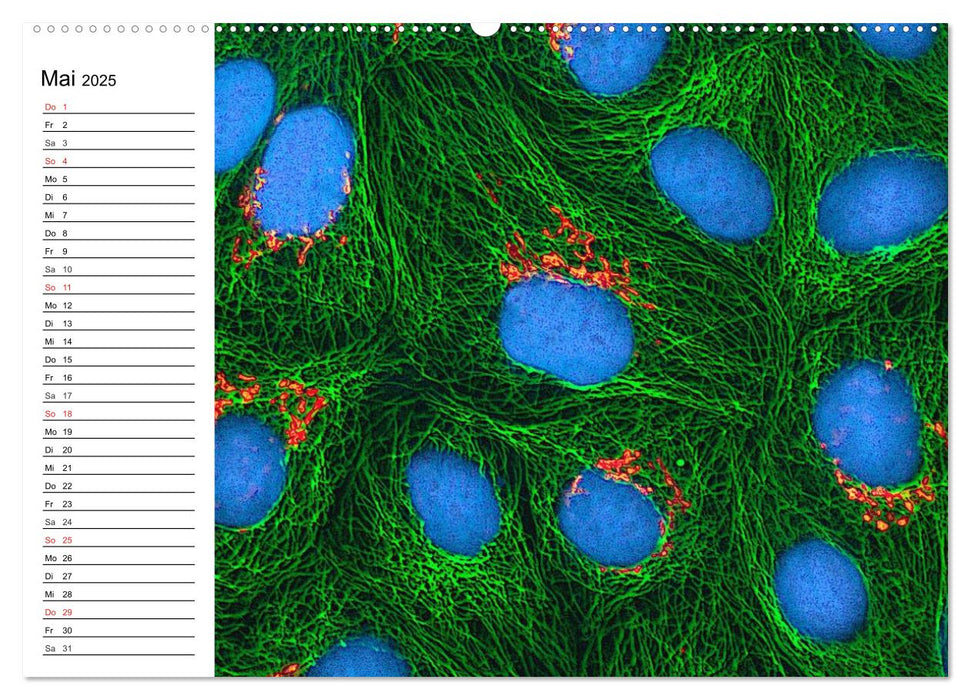 Mikrobiologie. Mikroorganismen, Genetik und Zellen (CALVENDO Premium Wandkalender 2025)