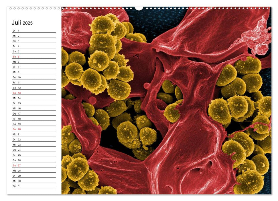 Mikrobiologie. Mikroorganismen, Genetik und Zellen (CALVENDO Premium Wandkalender 2025)