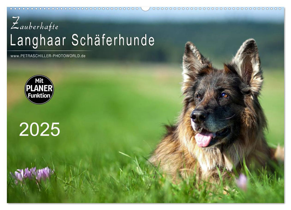 Zauberhafte Langhaar Schäferhunde (CALVENDO Wandkalender 2025)