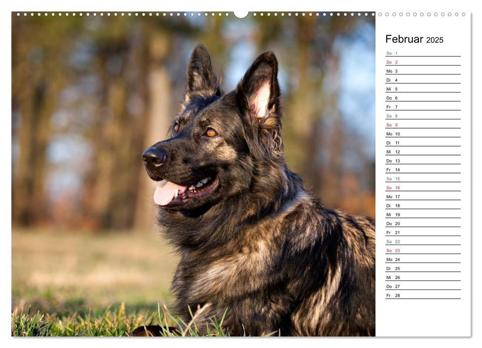 Zauberhafte Langhaar Schäferhunde (CALVENDO Wandkalender 2025)