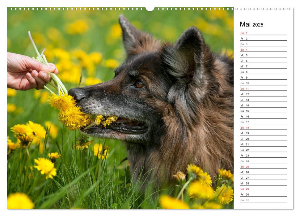 Zauberhafte Langhaar Schäferhunde (CALVENDO Wandkalender 2025)