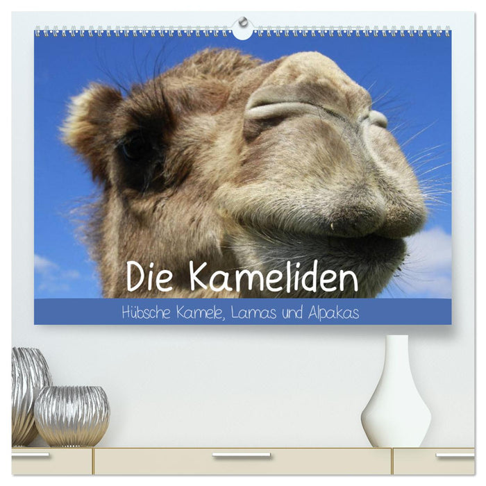 Die Kameliden. Hübsche Kamele, Lamas und Alpakas (CALVENDO Premium Wandkalender 2025)