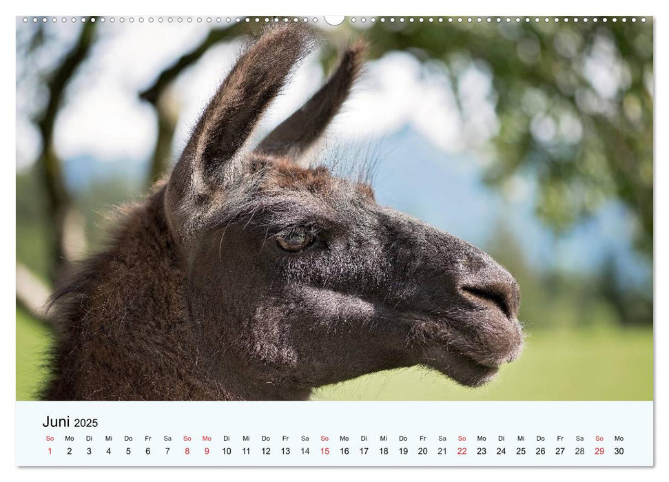 Die Kameliden. Hübsche Kamele, Lamas und Alpakas (CALVENDO Premium Wandkalender 2025)