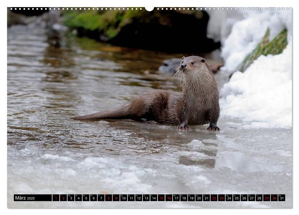 Fischotter, flinke Jäger (CALVENDO Premium Wandkalender 2025)