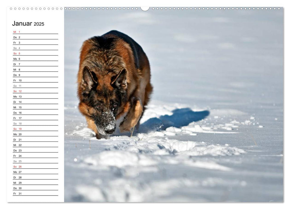 Deutsche Schäferhunde - Senioren auf vier Pfoten (CALVENDO Wandkalender 2025)