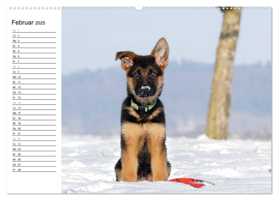 Deutscher Schäferhund - Welpen (CALVENDO Wandkalender 2025)
