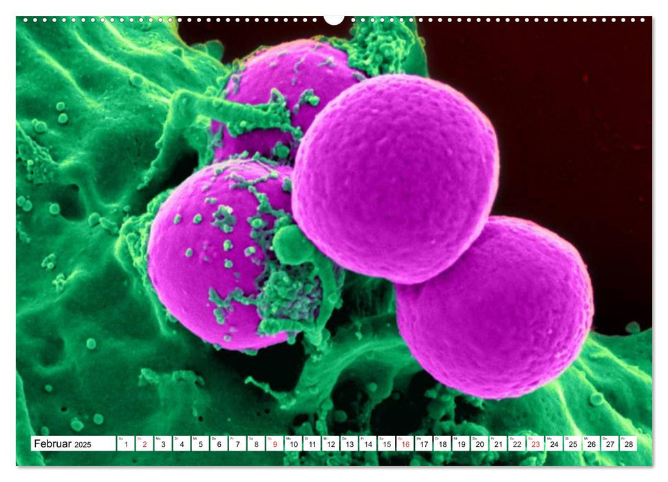 Mikrobiologie. Mikroorganismen, Genetik und Zellen (CALVENDO Premium Wandkalender 2025)