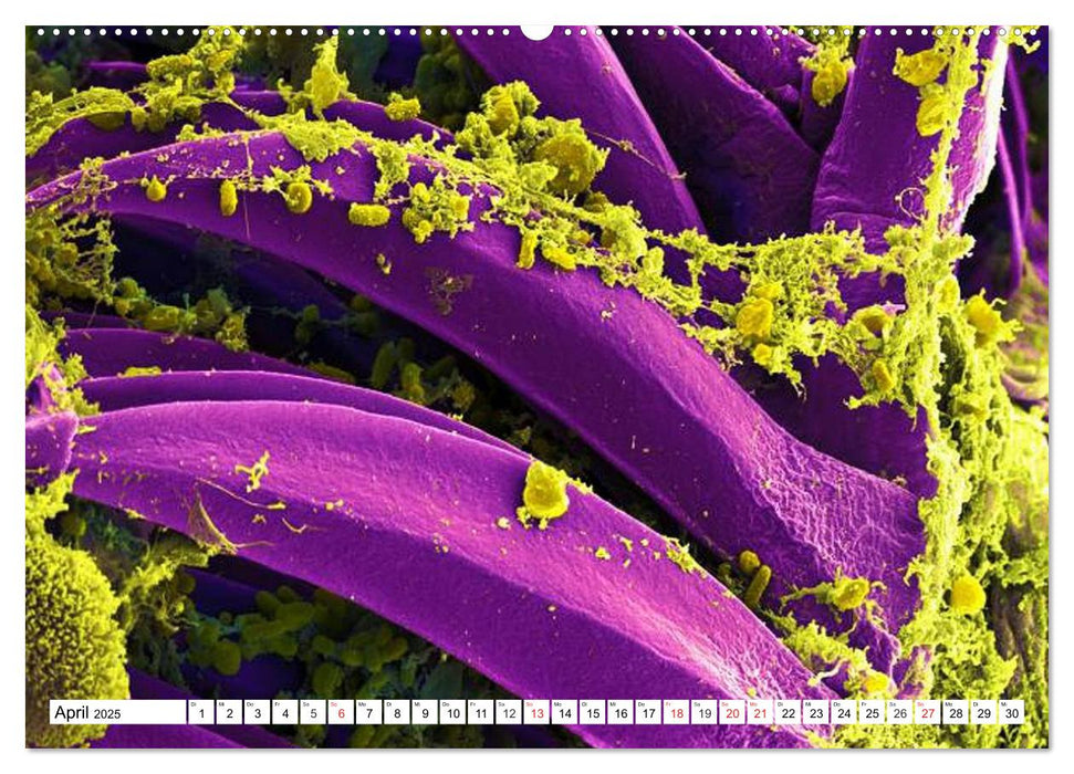 Mikrobiologie. Mikroorganismen, Genetik und Zellen (CALVENDO Premium Wandkalender 2025)