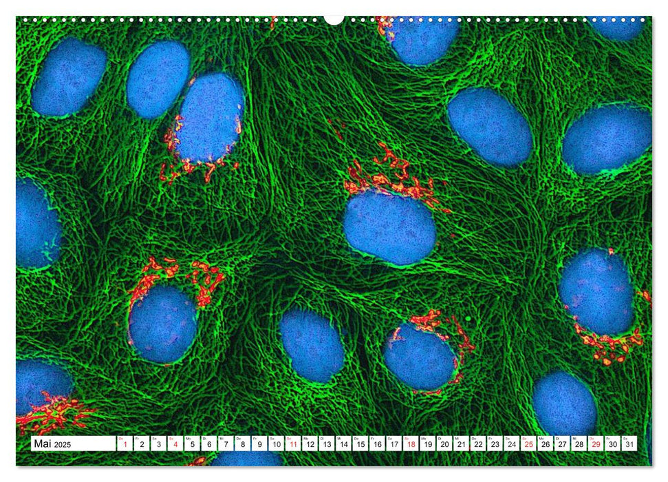 Mikrobiologie. Mikroorganismen, Genetik und Zellen (CALVENDO Premium Wandkalender 2025)