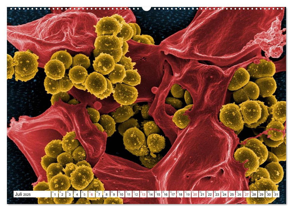 Mikrobiologie. Mikroorganismen, Genetik und Zellen (CALVENDO Premium Wandkalender 2025)
