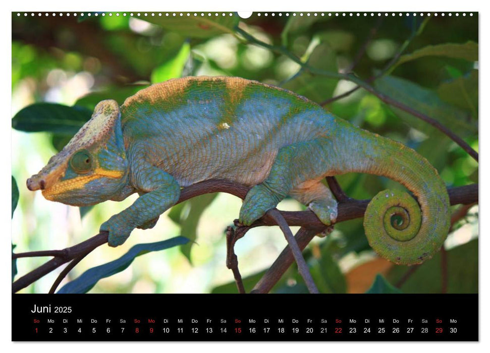 Abenteuer Madagaskar (CALVENDO Premium Wandkalender 2025)