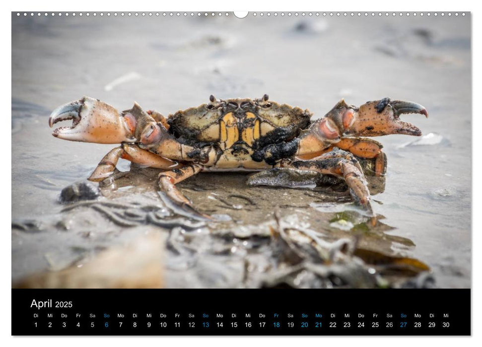 Grüße aus Texel (CALVENDO Wandkalender 2025)