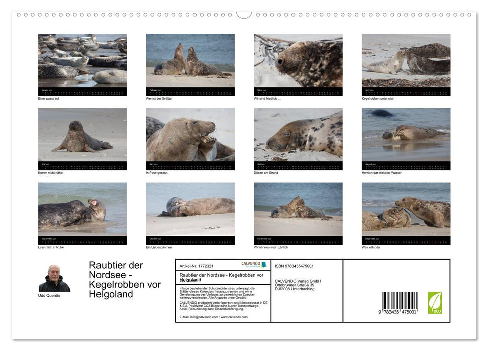 Raubtier der Nordsee - Kegelrobben vor Helgoland (CALVENDO Premium Wandkalender 2025)