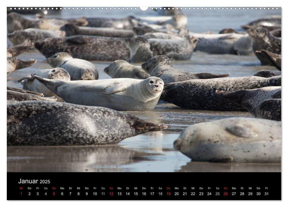 Raubtier der Nordsee - Kegelrobben vor Helgoland (CALVENDO Premium Wandkalender 2025)