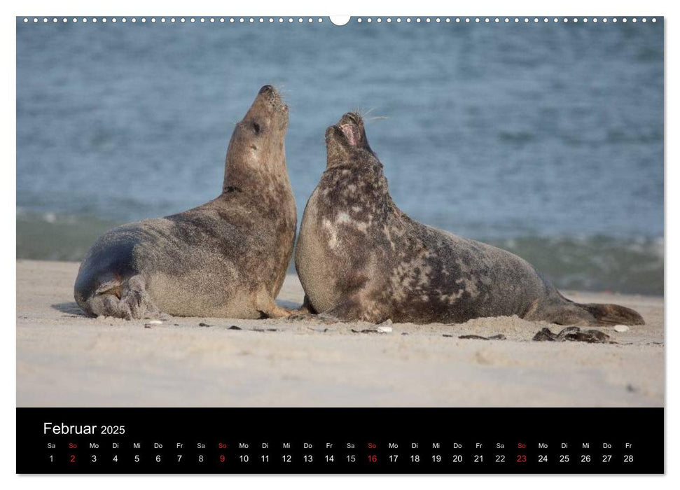 Raubtier der Nordsee - Kegelrobben vor Helgoland (CALVENDO Premium Wandkalender 2025)