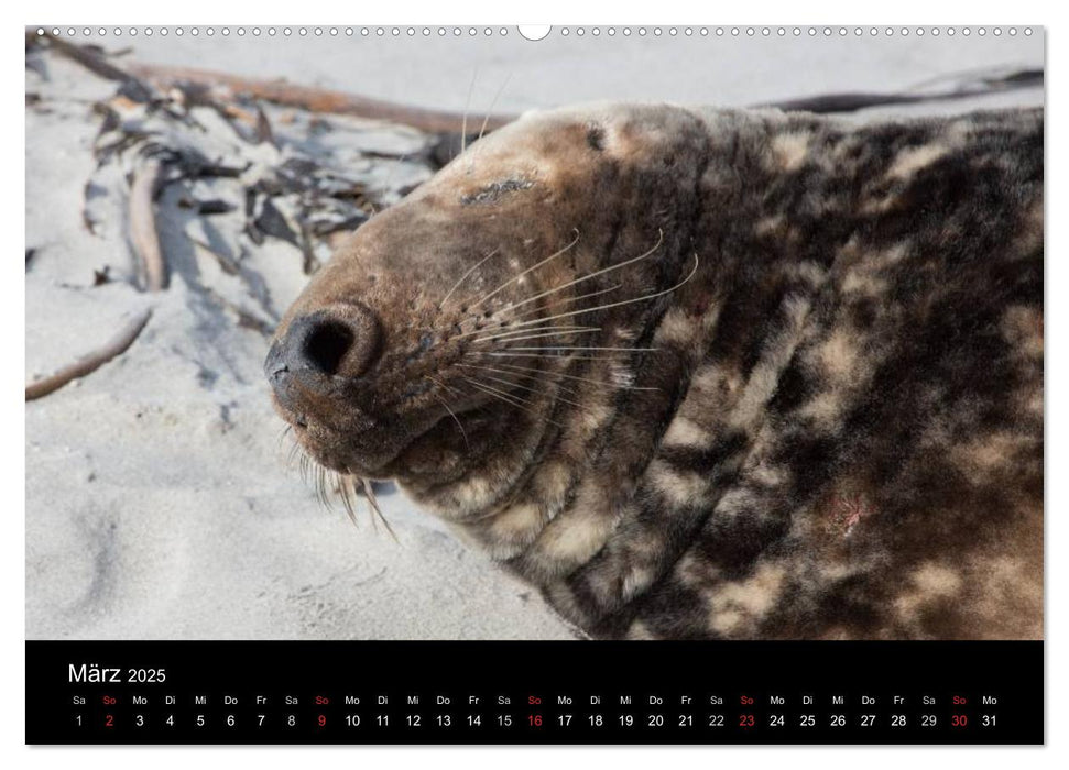 Raubtier der Nordsee - Kegelrobben vor Helgoland (CALVENDO Premium Wandkalender 2025)