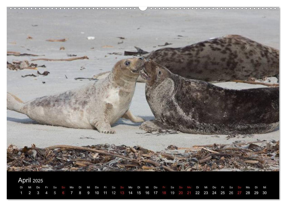 Raubtier der Nordsee - Kegelrobben vor Helgoland (CALVENDO Premium Wandkalender 2025)