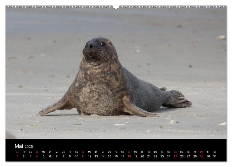 Raubtier der Nordsee - Kegelrobben vor Helgoland (CALVENDO Premium Wandkalender 2025)