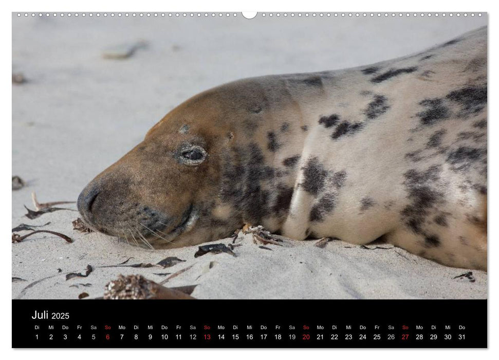 Raubtier der Nordsee - Kegelrobben vor Helgoland (CALVENDO Premium Wandkalender 2025)