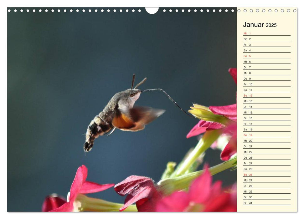 Faszinierende Taubenschwänzchen (CALVENDO Wandkalender 2025)