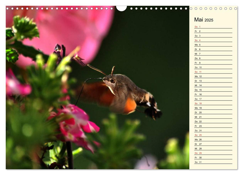 Faszinierende Taubenschwänzchen (CALVENDO Wandkalender 2025)