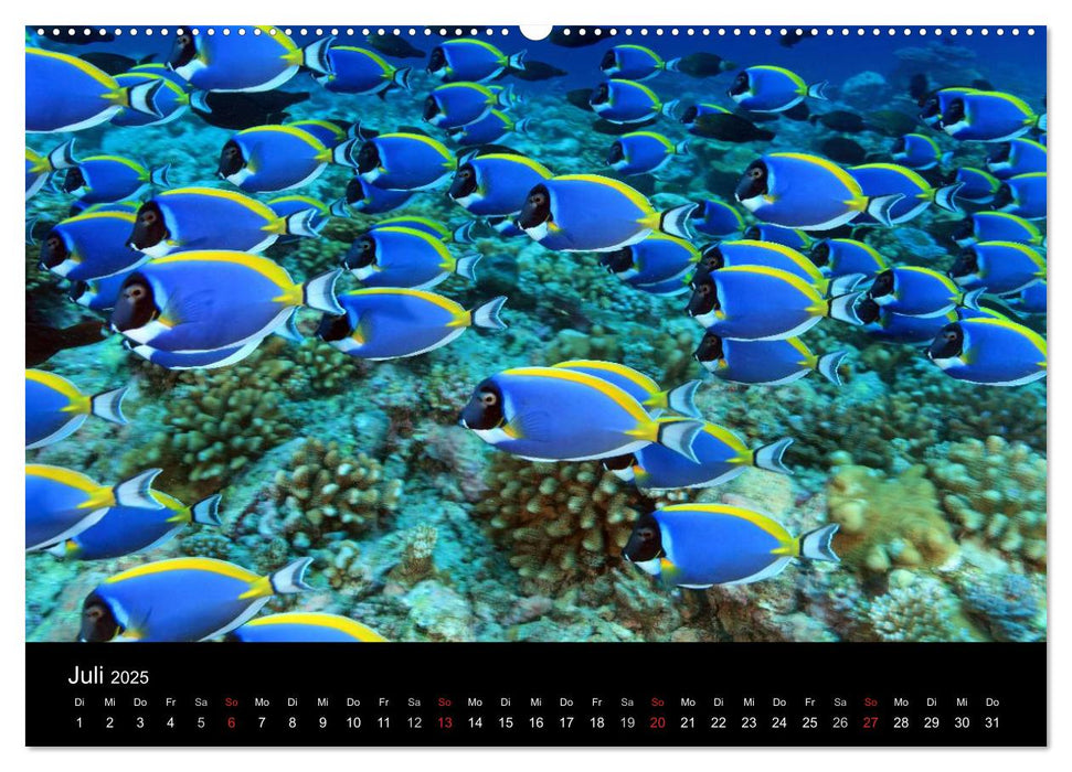 Magische Unterwasserwelten (CALVENDO Premium Wandkalender 2025)