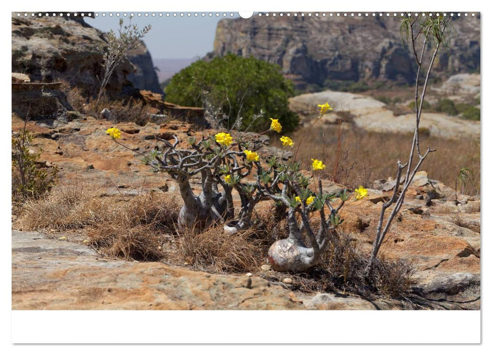 Landschaften Madagaskars (CALVENDO Wandkalender 2025)