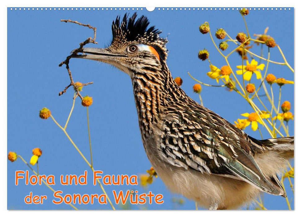 Flora und Fauna der Sonora Wüste (CALVENDO Wandkalender 2025)