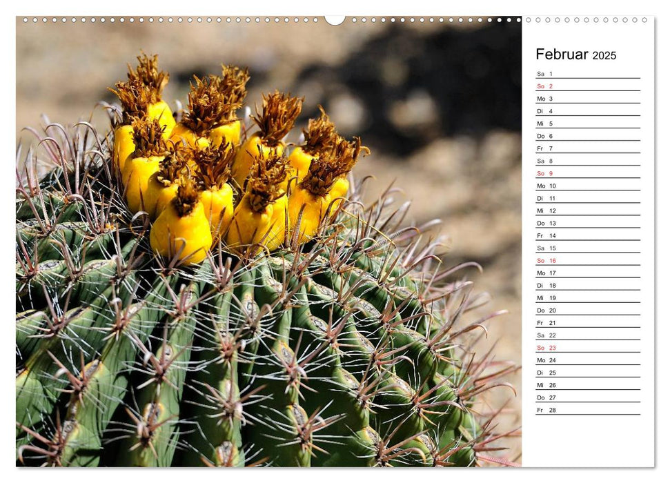 Flora und Fauna der Sonora Wüste (CALVENDO Wandkalender 2025)