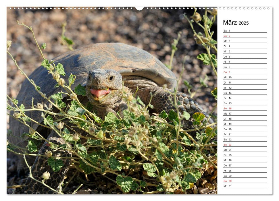 Flora und Fauna der Sonora Wüste (CALVENDO Wandkalender 2025)