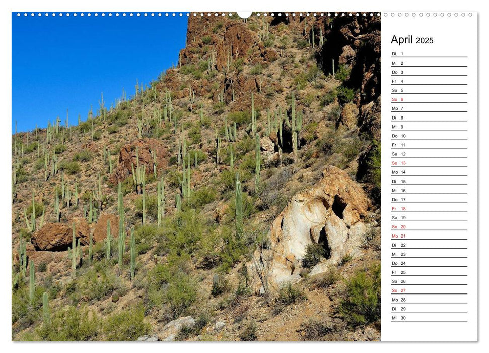 Flora und Fauna der Sonora Wüste (CALVENDO Wandkalender 2025)