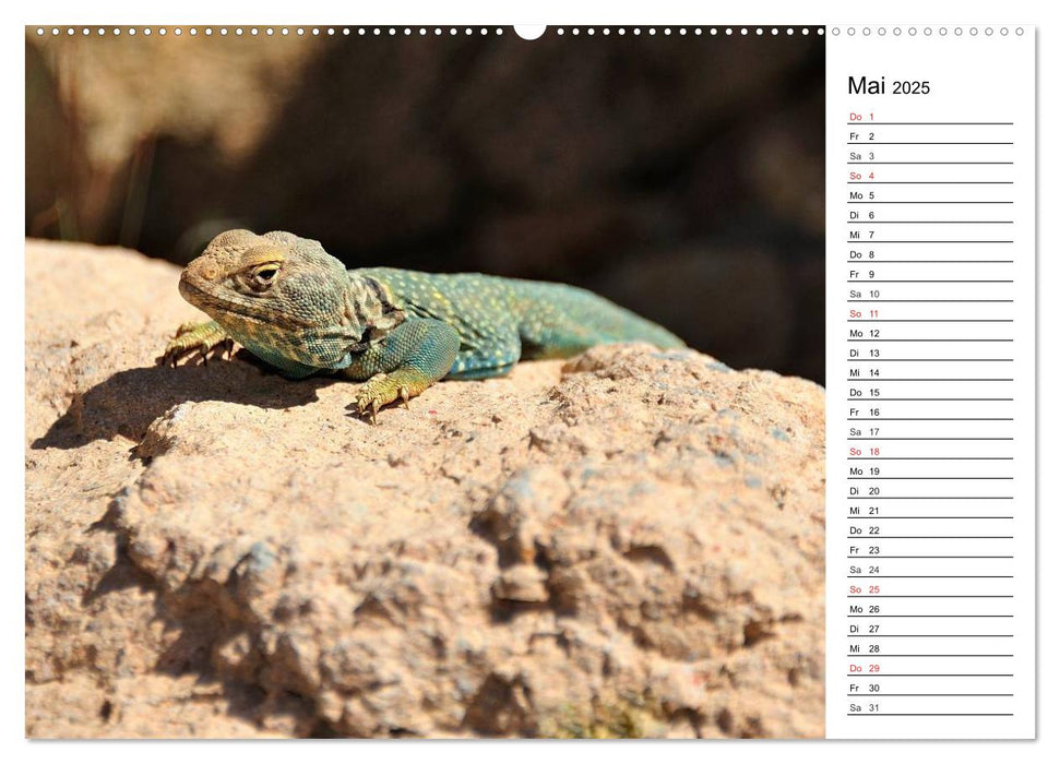 Flora und Fauna der Sonora Wüste (CALVENDO Wandkalender 2025)