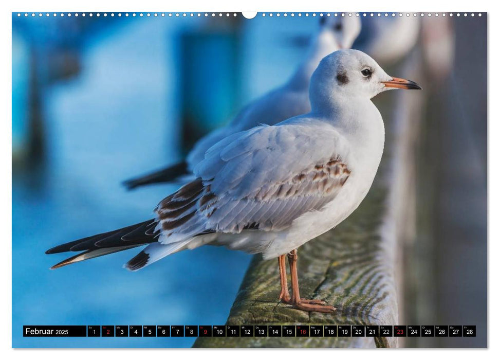 Ein Wochenende im Ostseebad Binz (CALVENDO Premium Wandkalender 2025)