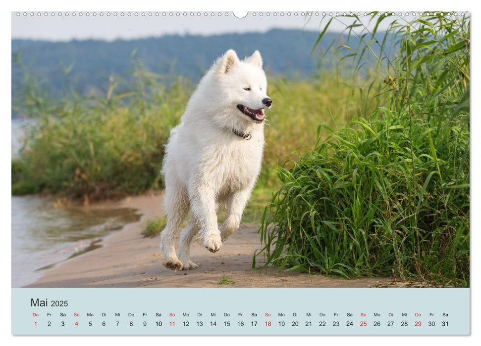 Samojeden - Liebenswerte Fellkugeln (CALVENDO Wandkalender 2025)