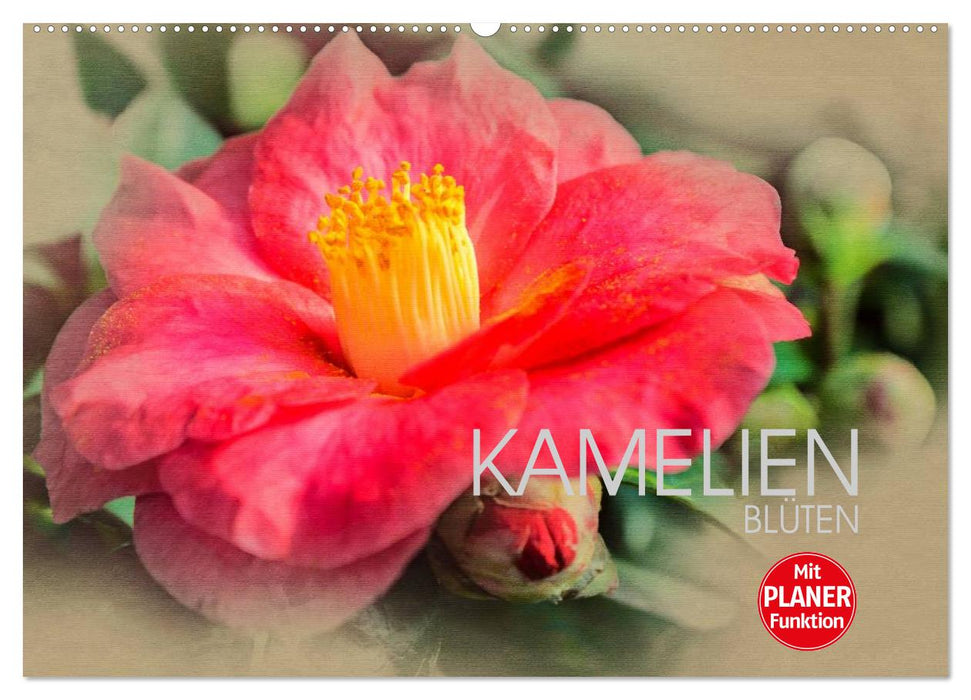 Kamelien Blüten (CALVENDO Wandkalender 2025)