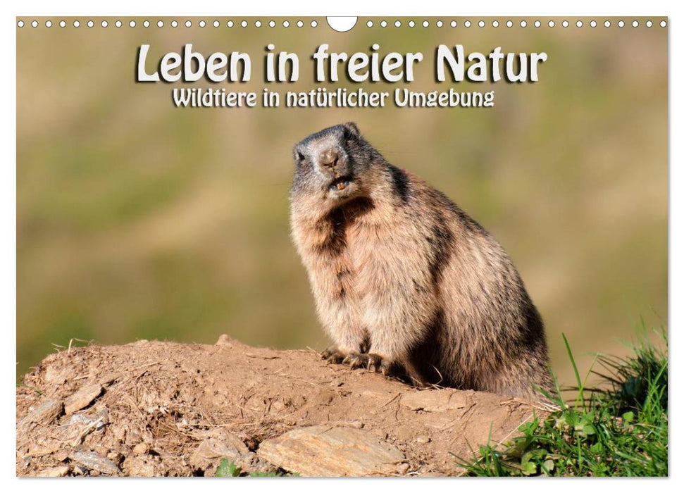 Leben in freier Natur - Wildtiere in natürlicher Umgebung (CALVENDO Wandkalender 2025)