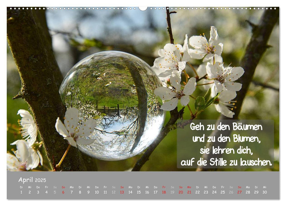 Wunderbare Waldkugeln (CALVENDO Wandkalender 2025)