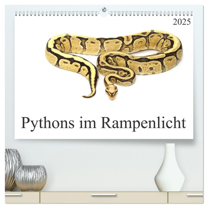 Pythons im Rampenlicht (CALVENDO Premium Wandkalender 2025)