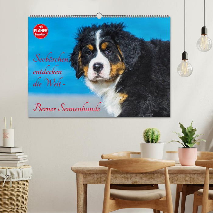 Seebärchen entdecken die Welt - Berner Sennenhunde (CALVENDO Wandkalender 2025)